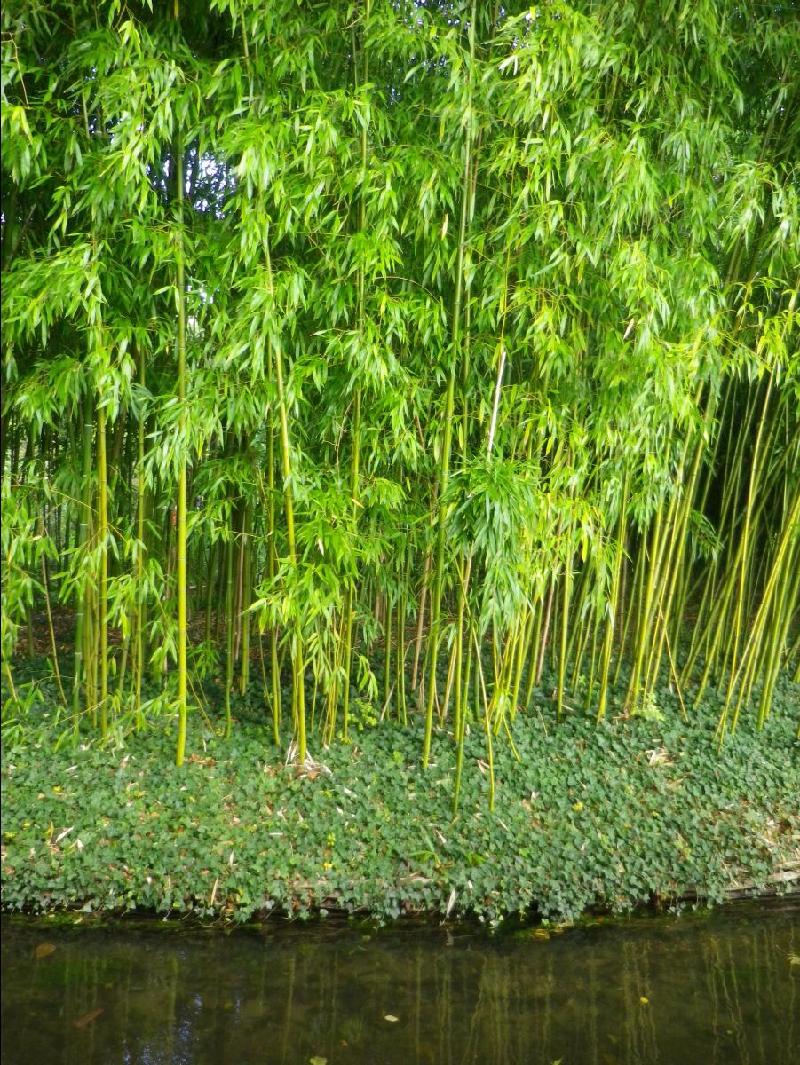 Maison et Jardine de Monet17